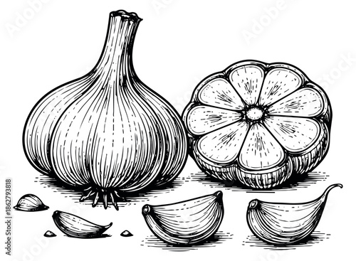 Hand drawn line art garlic set featuring a whole bulb, a sliced half, and individual cloves for recipes and cooking