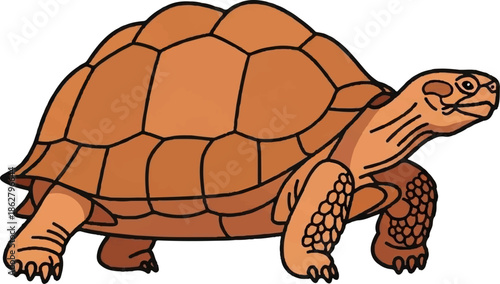 A cartoon style illustration of an orange-brown tortoise with a patterned shell, walking on a white background