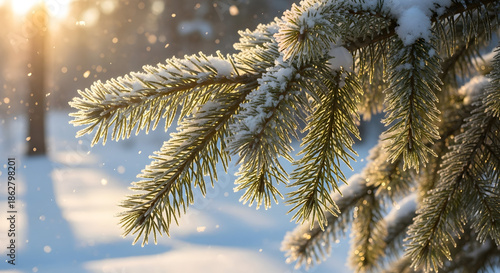 christmas tree branch with snow