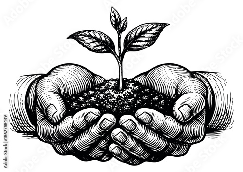 Engraving style illustration of a seedling growing in cupped hands depicting new life for nature, environment, and growth concepts