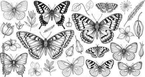 Detailed black and white butterfly illustrations with flowers and leaves