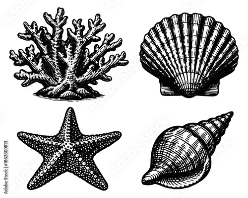 Vintage line art marine life set featuring coral, scallop shell, starfish, and conch for nautical designs