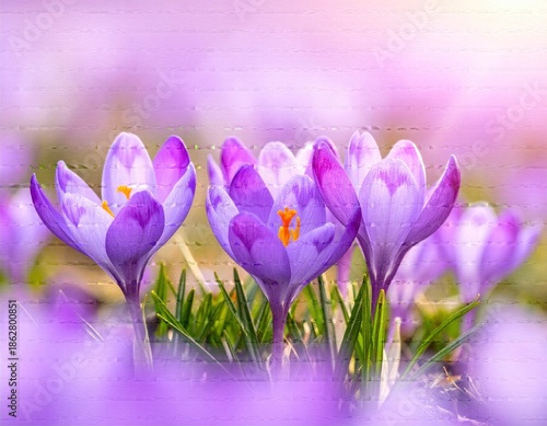 Vibrant close up of purple crocus flowers blossoming in springtime