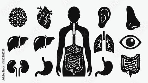 Collection of human internal organs and body systems illustrated in black silhouette on a white background.