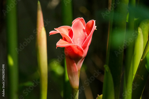 red tulip flower