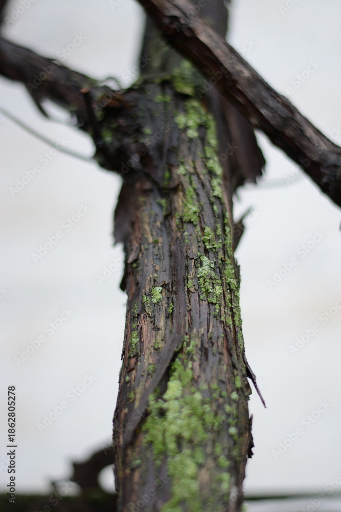 Fototapeta premium Close-up of vertical dark wet vine trunk covered in vibrant green moss