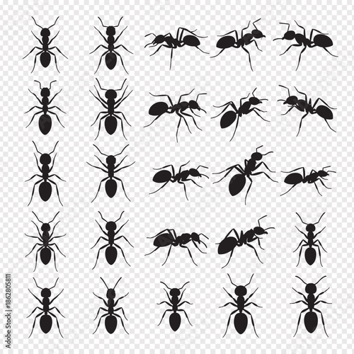 black ants silhouettes in various poses