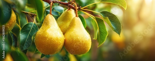 A close-up of ripe yellow pears hanging on a tree surrounded by vibrant green leaves, capturing the beauty of nature's bounty.