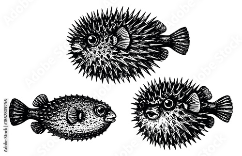 Hand drawn line art pufferfish set featuring inflated and deflated fish for marine life design