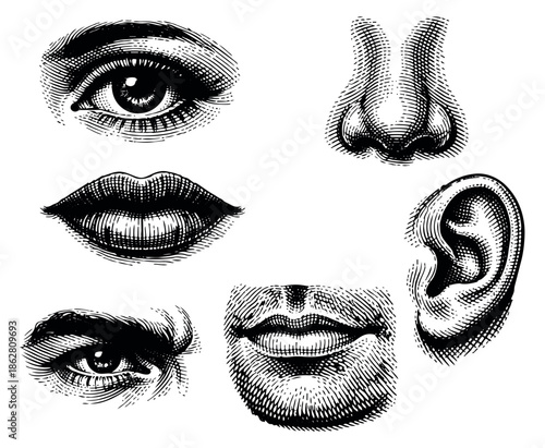 Engraving style line art human facial features set featuring eyes, nose, mouth, and ear for anatomy and senses concepts
