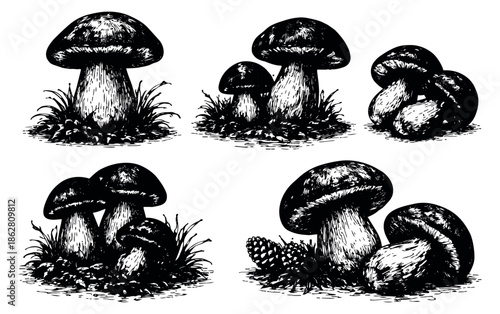 Vintage engraved mushroom set featuring various edible fungi and forest elements for nature and culinary designs