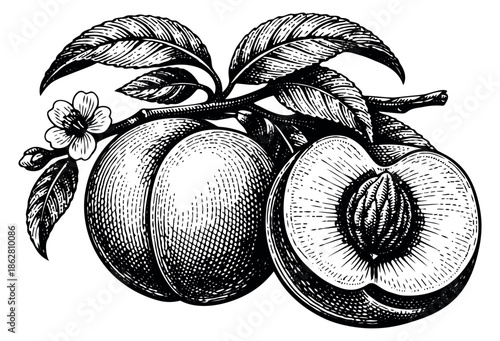 Hand drawn line art illustration of peaches depicting whole and halved fruit on a branch with a flower and leaves for botanical design