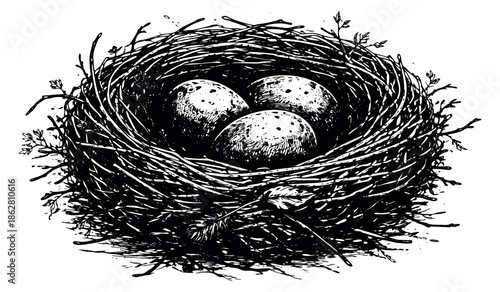 Vintage style illustration of a bird's nest depicting three speckled eggs for spring and wildlife projects