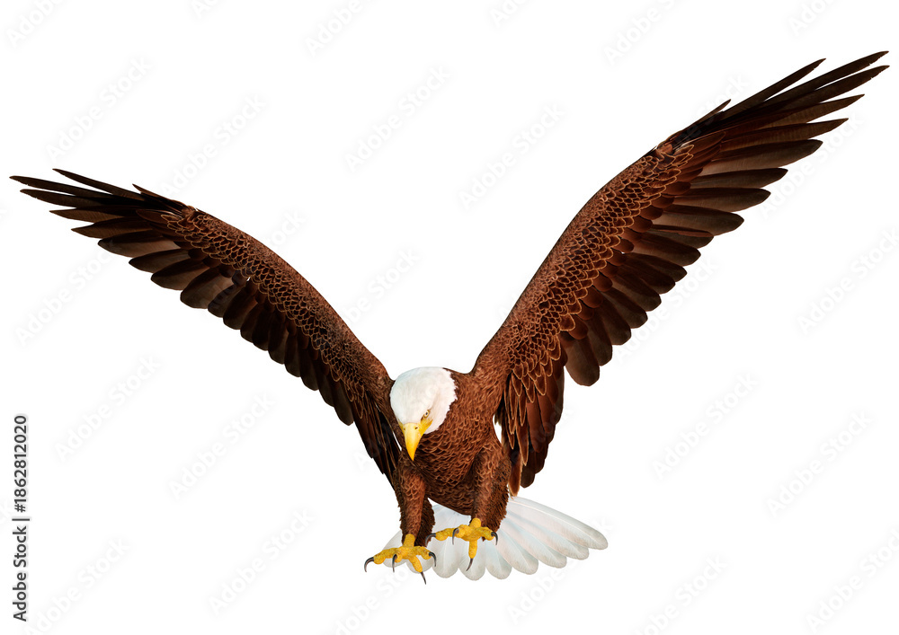 Obraz premium 3D Rendering Eagle Bird on White