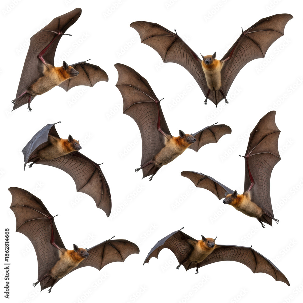 Fototapeta premium Multiple large Pteropodidae fruit bats with dark wings and light furry bodies in dynamic flight, isolated on a transparent background with copy space, no shadows, concept of wildlife and motion