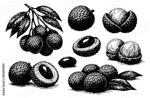 Hand drawn line art lychee set featuring a branch, whole, peeled, and halved fruits for food and healthy lifestyle concepts