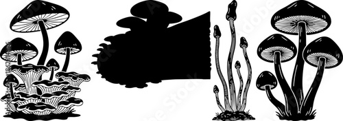 Hand Drawn Mushroom Set Black and White Engraving Style Fungi