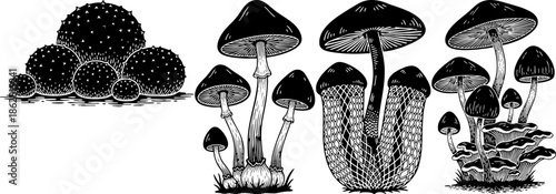 Vintage Mushroom Illustrations Set Botanical Drawing Style
