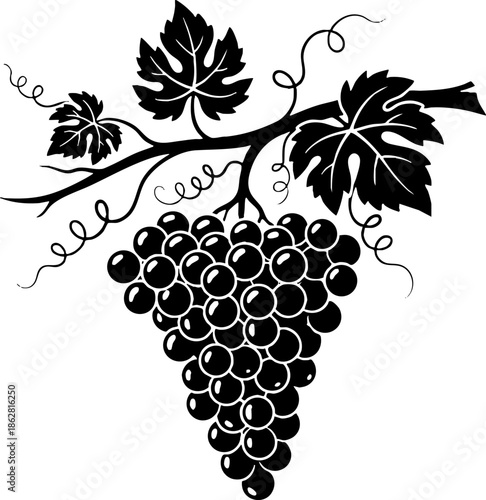 Black Grape Bunch on Vine Vector Illustration Design Element