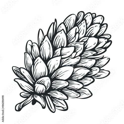 Botanical black and white sketch of an agave succulent plant perfect for natural health product packaging or organic brand logo creation