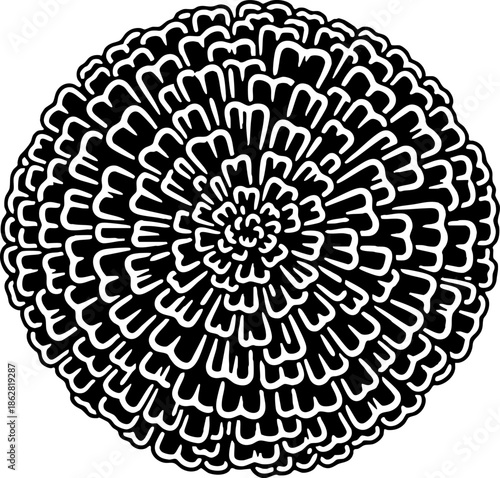 Detailed Black and White Botanical Flower Head Illustration