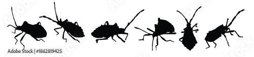 dock bug silhouette nature insect illustration