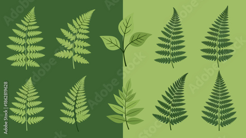 Collection of various green fern leaves.
