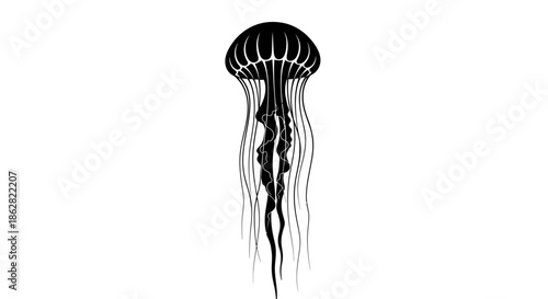 Elegant black and white jellyfish illustration with flowing tentacles on a clean background