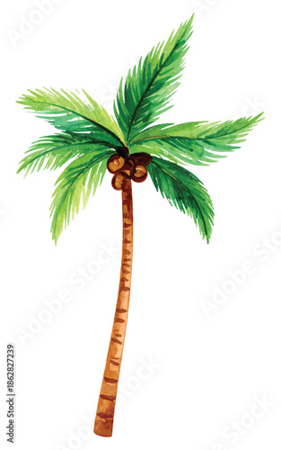 Watercolor Palm Tree with Coconuts Isolated on White Background vector illutrastion transparent background