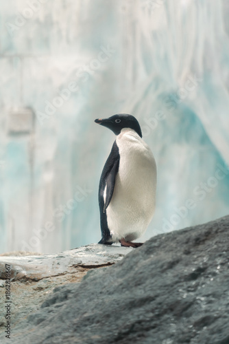 Emperor penguins in the aquarium