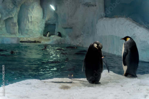 Emperor penguins in the aquarium