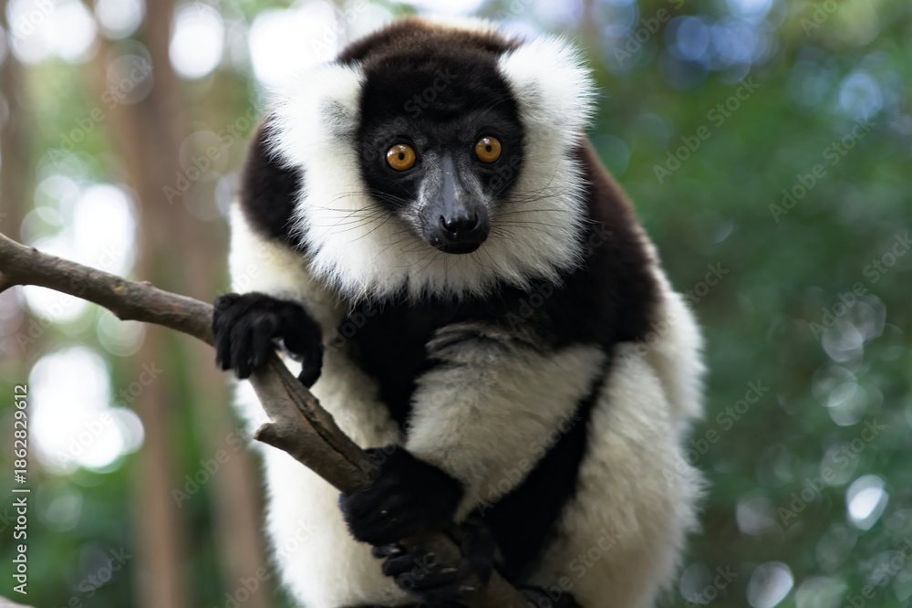Fototapeta premium Black and white ruffed lemur on tree