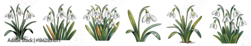 A detailed scientific-style botanical illustration of snowdrop flowers, the January birth month flower, with white petals, yellow centers, and green leaves.
