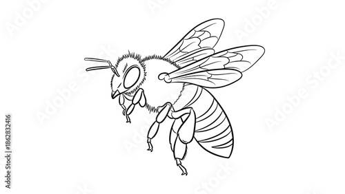A detailed black and white line art illustration of a honey bee in flight, suitable for coloring pages or scientific use.