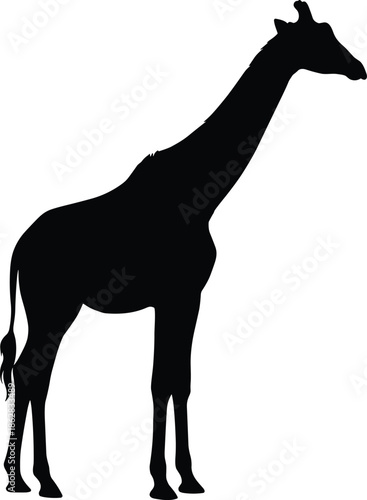 Giraffe silhouette illustration showing tall African wild animal isolated on white background for safari wildlife logo vector design