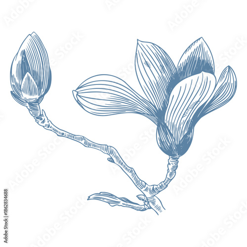 Botanical blue wedding flower on white background. Hand drawn floral, flower and leaf branch in toile de jouy style. Line art for wedding, monogram, invitation, greeting, logo, birthday cards © anya