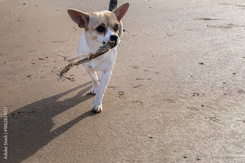 Canvas Print Chihuahua dog retrieving fish skeleton on sandy beach