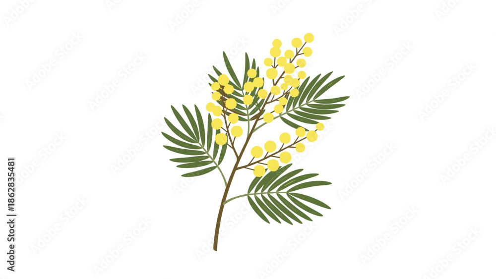 Naklejka premium A delicate illustration of a mimosa flower branch with its yellow blooms and feathery green leaves, in a simple, gentle style.