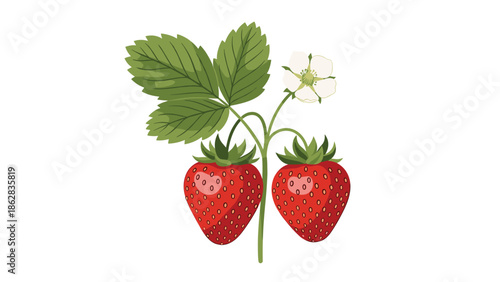 A beautiful and simple illustration of a strawberry plant with two ripe red berries, green leaves, and a delicate white flower.