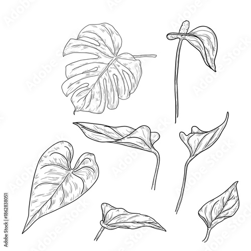 Mostera leaf and anthurium, black and white sketch. Vector illustration. Tropical tree leaves, silhouettes set isolated on white background. Green lush wildlife plants and fresh jungle foliage.
