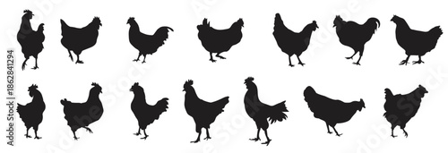 hen silhouette vector collection big set of chicken