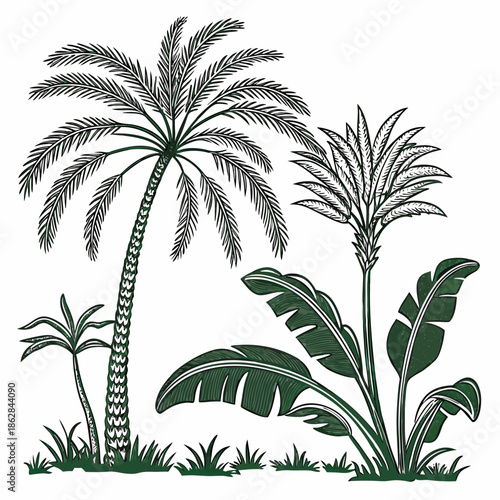Date palm and banana trees on white background palm tree