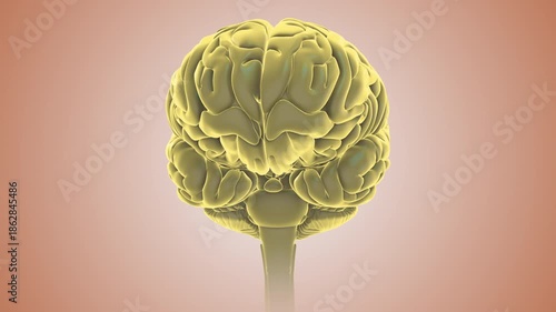 Colorful Brain Depicting Cognitive Disorder Effects