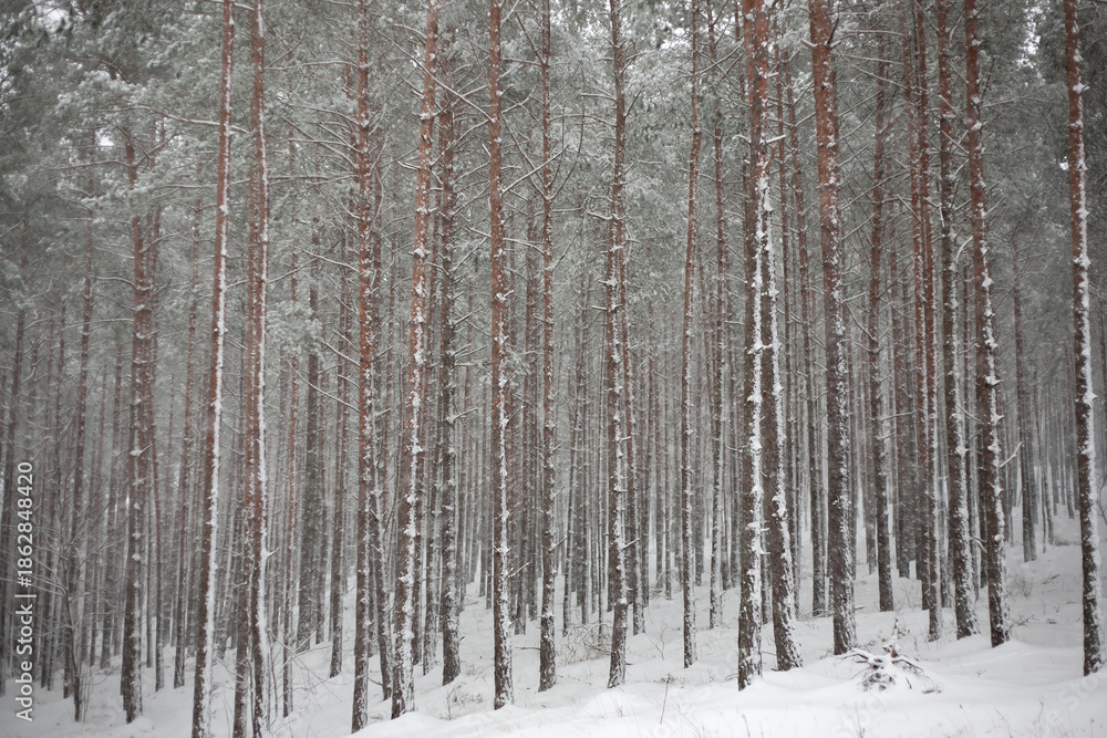 Fototapeta premium Snow-covered pine forest during winter snowfall. Tall, straight trunks create a calm, minimalist natural pattern, evoking silence, cold climate, and tranquil wilderness scenery
