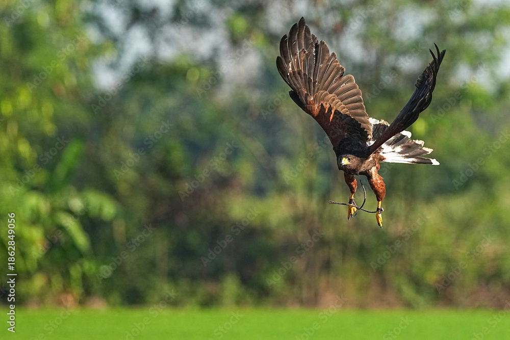 Fototapeta premium We train Harris falcons to fly in order to take photographs.