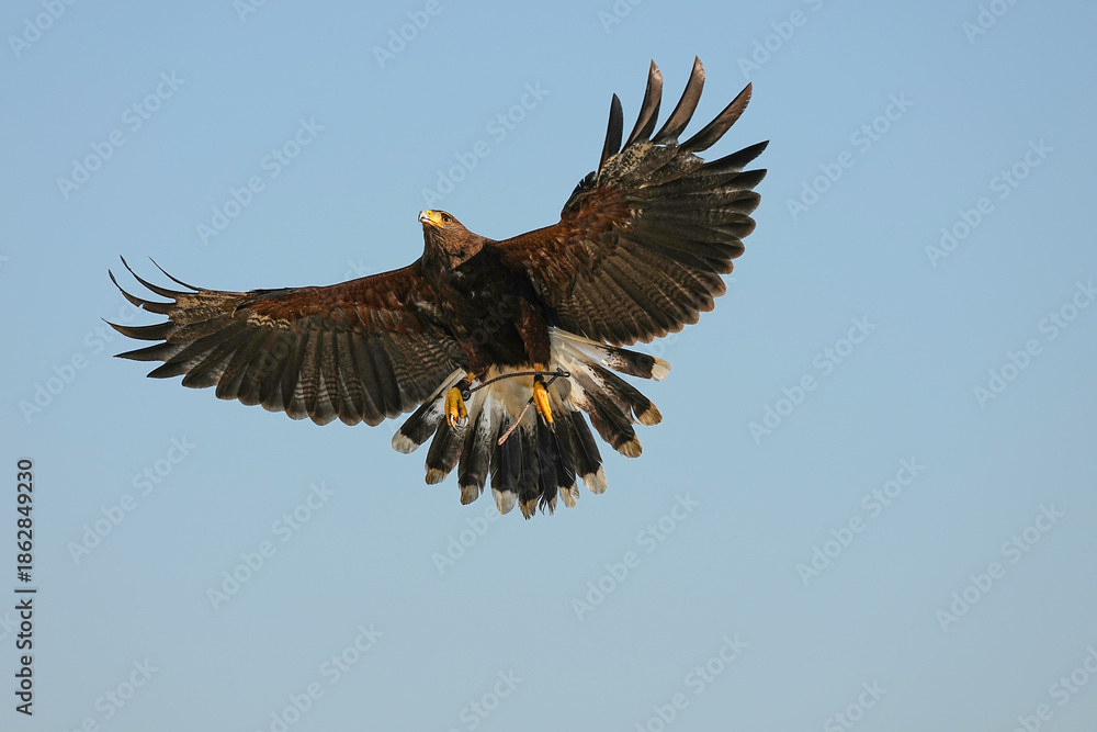 Fototapeta premium We train Harris falcons to fly in order to take photographs.