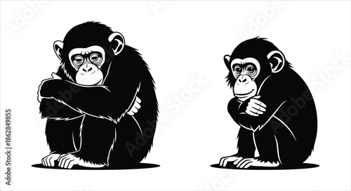 Thoughtful Chimpanzees A Solemn Pair Illustrating Contemplation and Connection in Wildlife