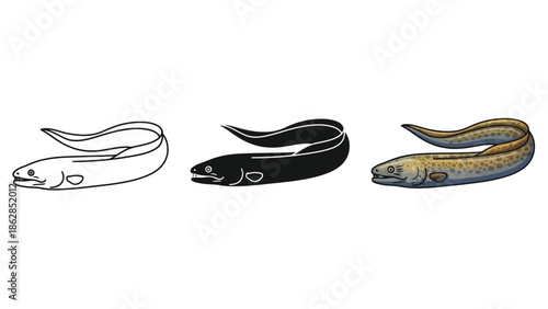 Set of three eel illustrations outline, silhouette and realistic color drawing