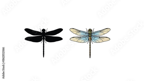 Set of two dragonflies black silhouette and colorful realistic illustration