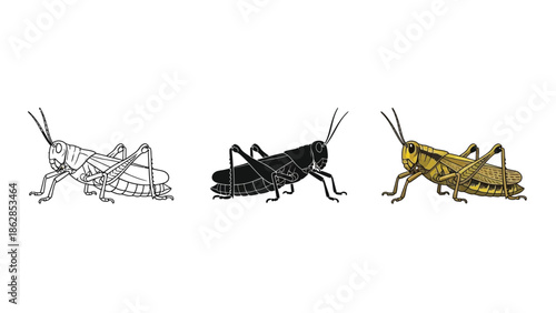Three styles of grasshopper illustration outline sketch, solid black silhouette and detailed color drawing